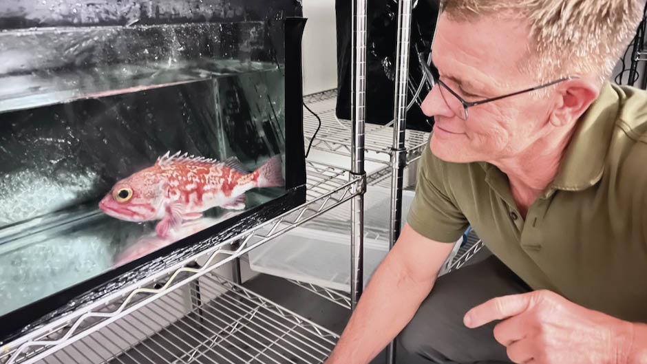 Martin Grosell observa o peixe-rosa de barriga preta, objeto do estudo