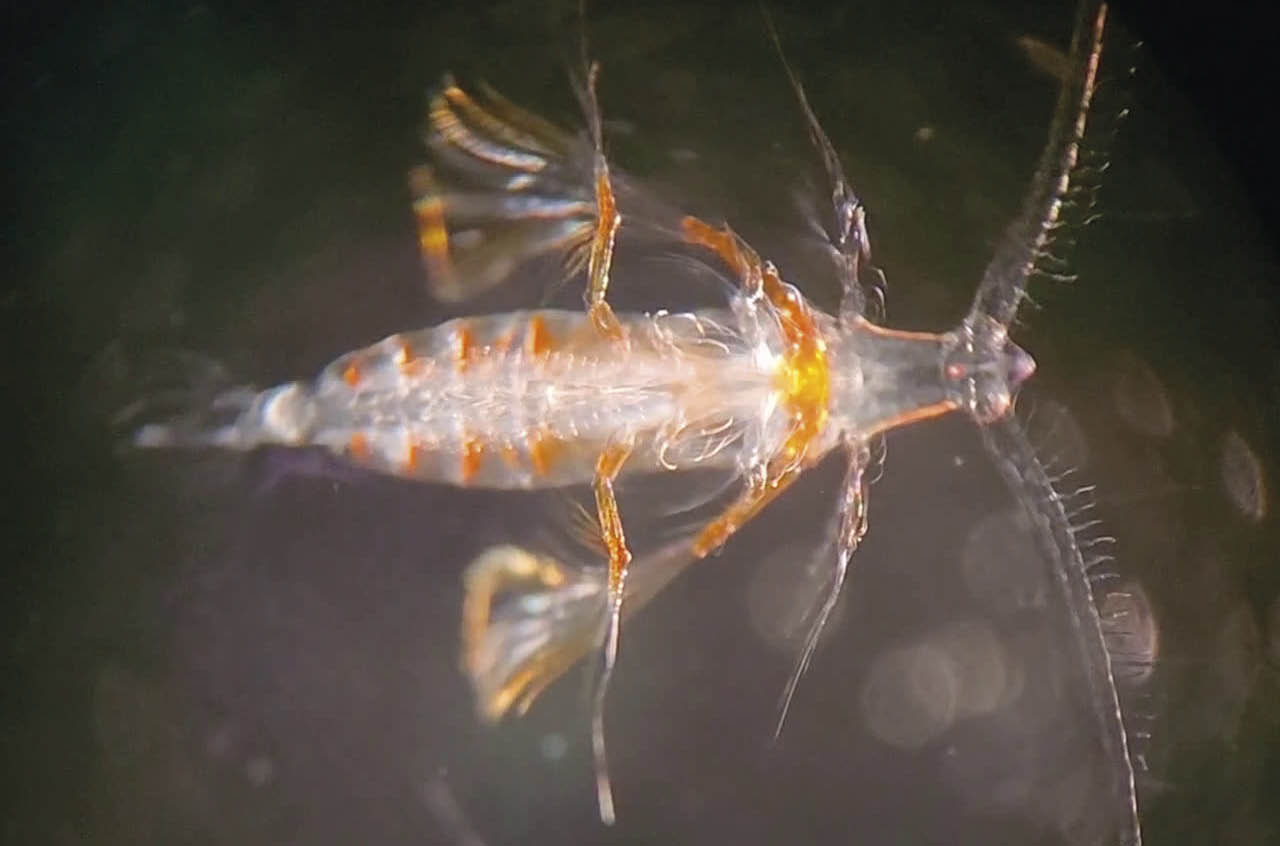 Zooplâncton migratório é fundamental no transporte e armazenamento de carbono nos oceanos 2 Microscopia do pterópode zooplâncton Thecosome, também chamado de borboleta-marinha, do Golfo da Califórnia