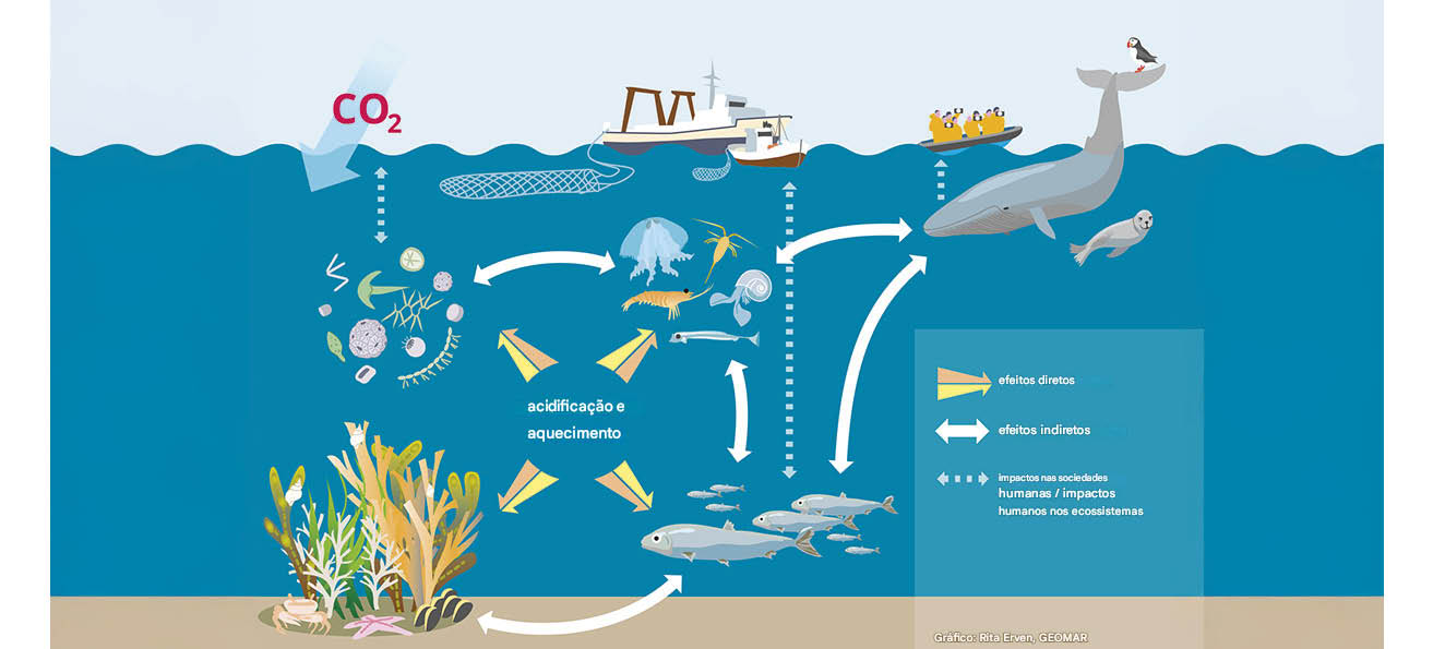 Minerais provenientes de peixes, especialmente de águas profundas, podem impactar a resposta dos oceanos à acidificação e ao aquecimento