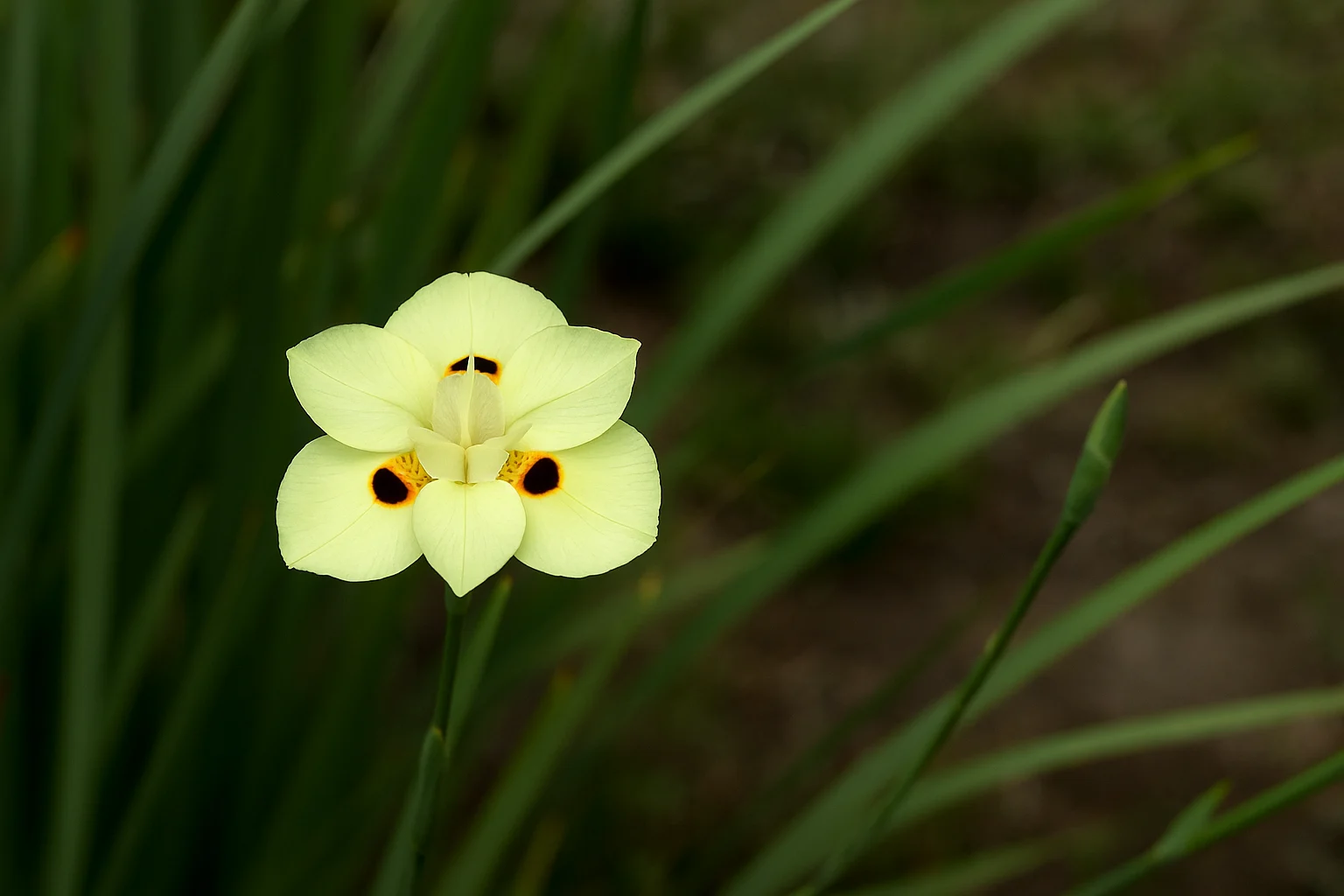 Moreia: 6 segredos para florescer rápido no seu jardim Moreia 6 segredos para florescer rápido no seu jardim