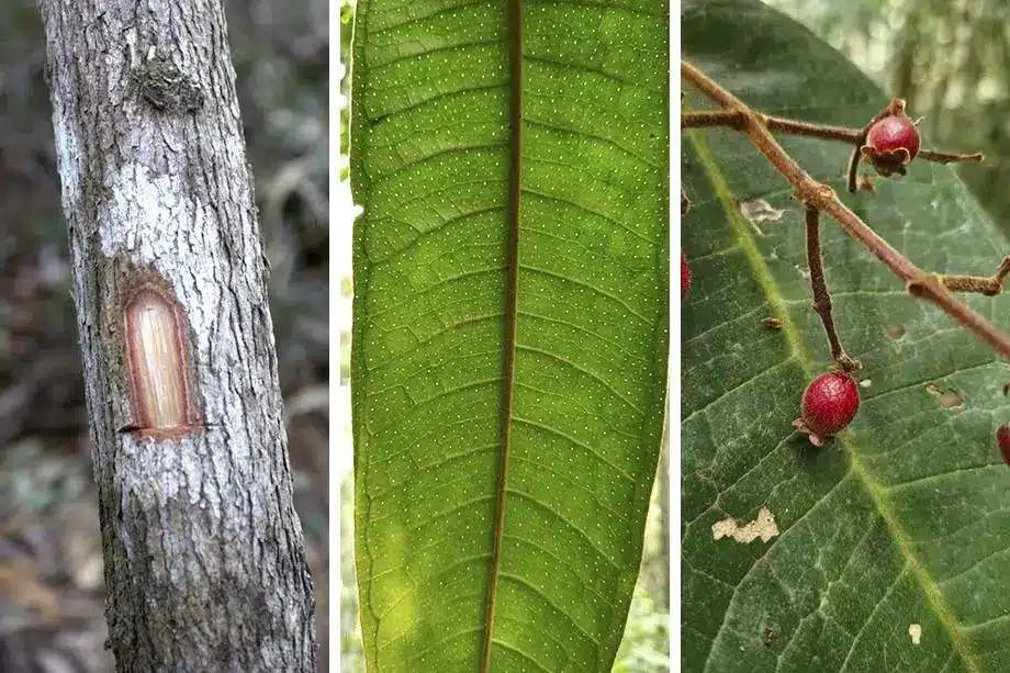 Mata Atlântica revela nova espécie de árvore em Minas Gerais folhas da árvore Myrcia Magnipunctata foto: UFV-divulgacao