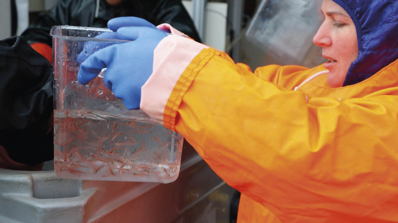 Zooplâncton migratório é fundamental no transporte e armazenamento de carbono nos oceanos 3 Nicole Hellessey manuseando uma amostra de krill durante trabalho de campo na Antártida