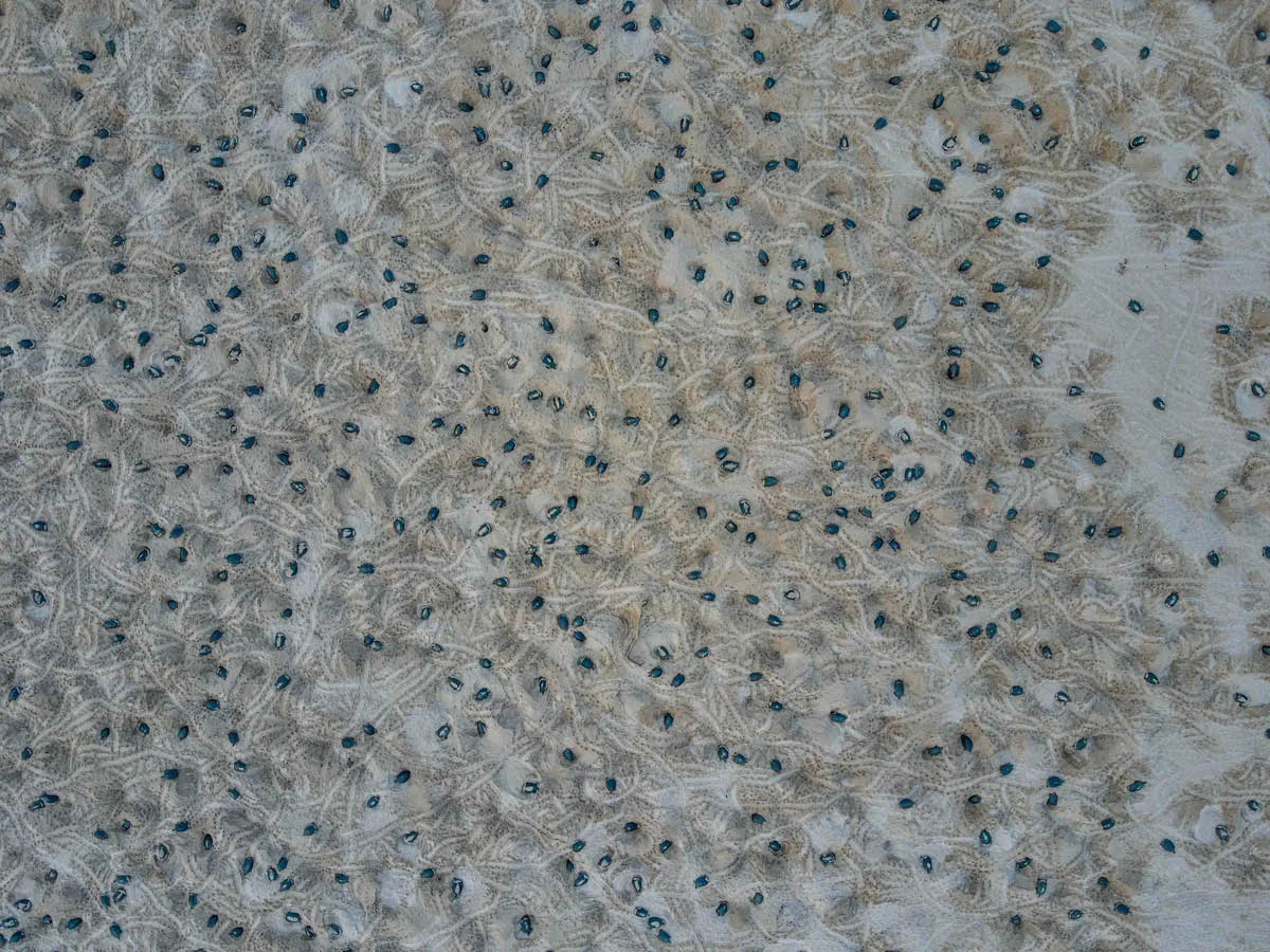 Os pesquisadores marcaram os cascos de 1.187 tartarugas com tinta branca e monitoraram seus movimentos por 12 dias usando drones