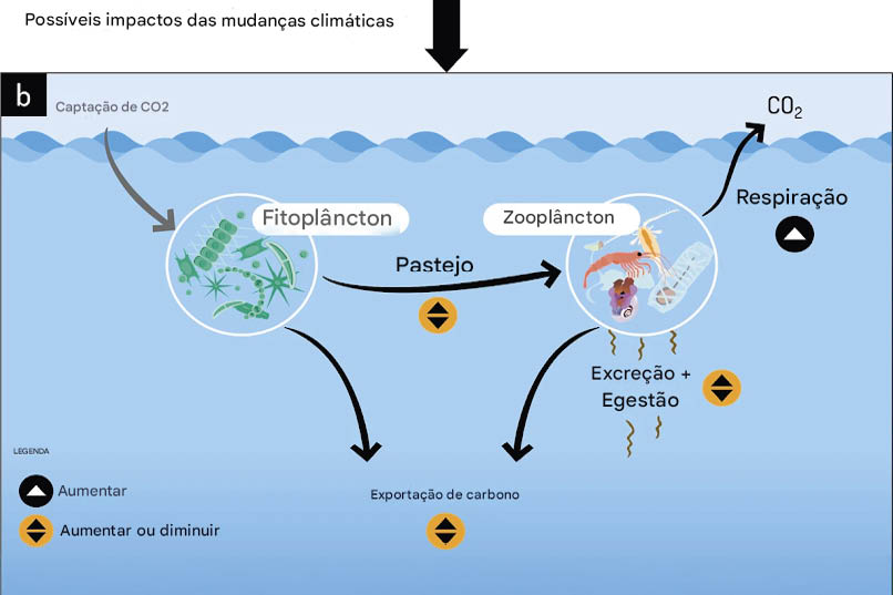 Zooplâncton migratório é fundamental no transporte e armazenamento de carbono nos oceanos 1 Para melhorar as estimativas de transporte de carbono pelo zooplâncton