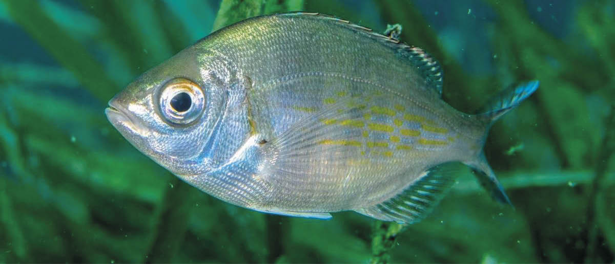 Peixes que comemos fazem mais do que apenas nadar – eles estão ocupados remodelando o fundo do oceano