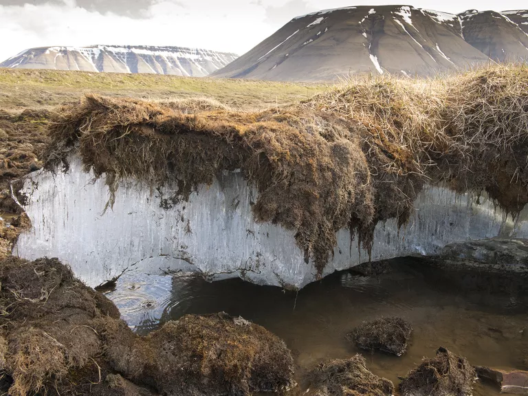 Degelo do permafrost: quando microrganismos se tornam guardiões improváveis do carbono da Terra Permafrost - Nature Picture Library via: Alamy