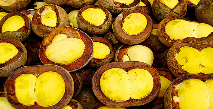 Piquiá - Divulgação Governo do Amazônas