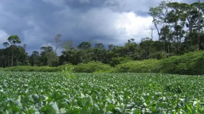 Compra e financiamento da soja na Amazônia seguem em meio a controvérsias controvérsias