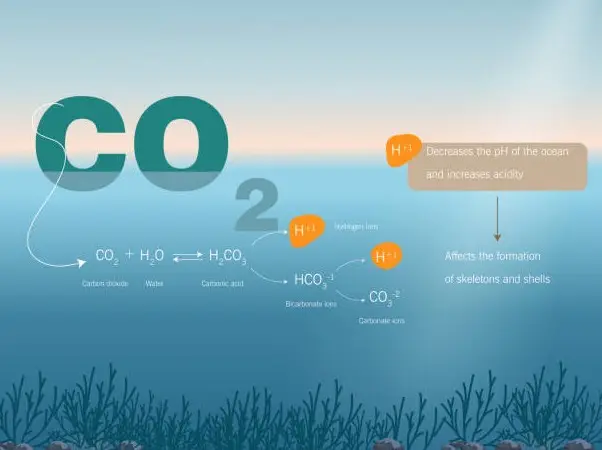 Screenshot-2025-08-02-012755 Calor, acidez das águas e pouco alimento ameaçam ecossistemas marinhos