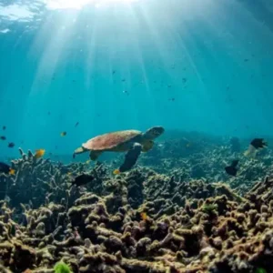 Calor, acidez das águas e pouco alimento ameaçam ecossistemas marinhos fenômenos
