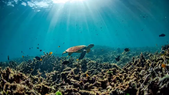 Calor, acidez das águas e pouco alimento ameaçam ecossistemas marinhos fenômenos