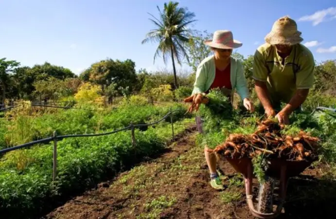 Petrobras participará de programa de incentivo a florestas produtivas Petrobras