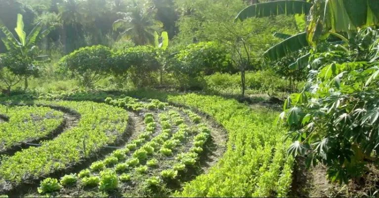 Sistema Agroflorestal promove redução de efeitos da seca na Amazônia sistema
