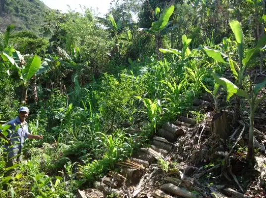 Screenshot-2025-08-02-021409 Sistema Agroflorestal promove redução de efeitos da seca na Amazônia