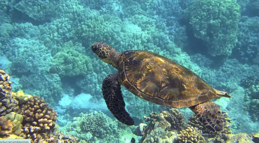 Screenshot-2025-08-15-015543 Inscrições ao programa de bolsas de estudo sobre Oceano e Direito do Mar encerra em 14 de setembro
