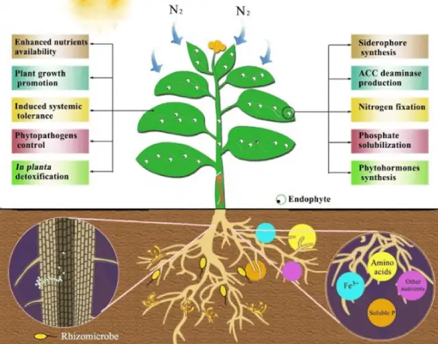 Bactérias da Amazônia revelam imenso potencial para a agricultura sustentável e a medicina bactérias