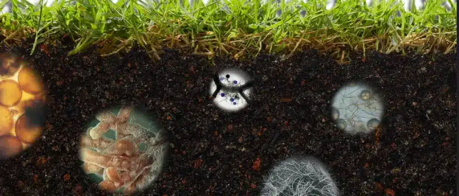 Screenshot-2025-08-15-214045 Bactérias da Amazônia revelam imenso potencial para a agricultura sustentável e a medicina