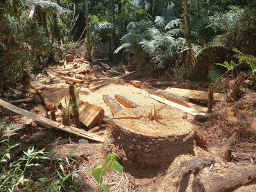 Serraria clandestina de araucária no Paraná - Fotos: Ibama/PR