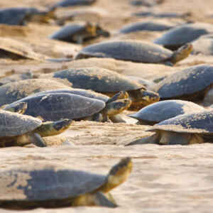 Técnica inovadora acha 41.000 tartarugas no Rio Guaporé na Amazônia Tartarugas gigantes ao longo do Rio Guarpore, na Amazônia