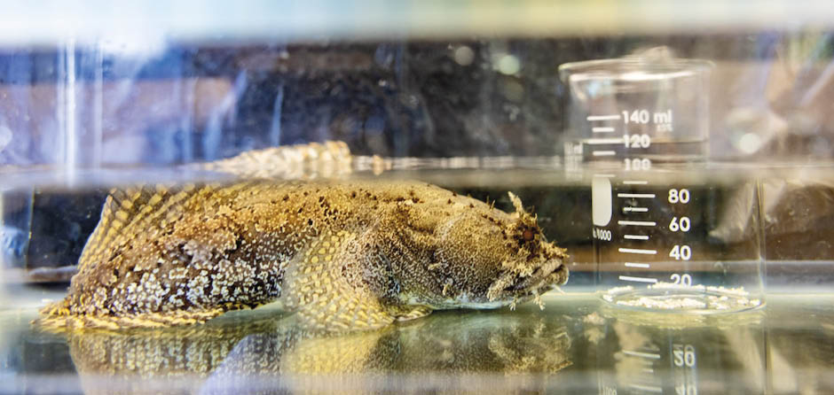 Um peixe-sapo é fotografado ao lado de um béquer contendo uma coleção de cristais de carbonato produzidos por um cardume de peixes-sapo em uma única noite