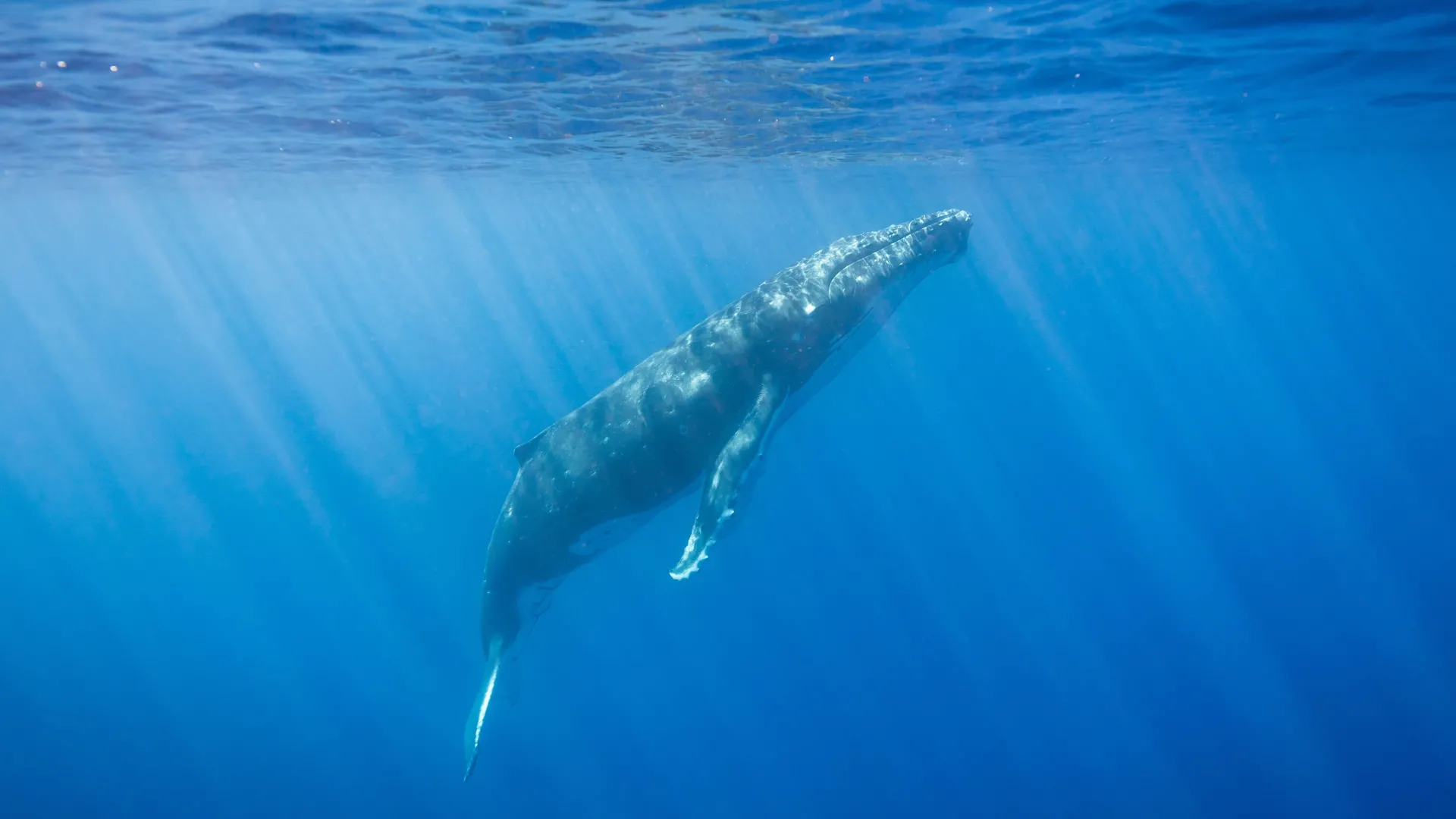 Uma onda de calor marinha histórica no Pacífico levou os ecossistemas ao limite, causando mortandade em massa, colapso de habitats e turbulência econômica. Espécies fugiram para o norte e as teias alimentares se desfizeram