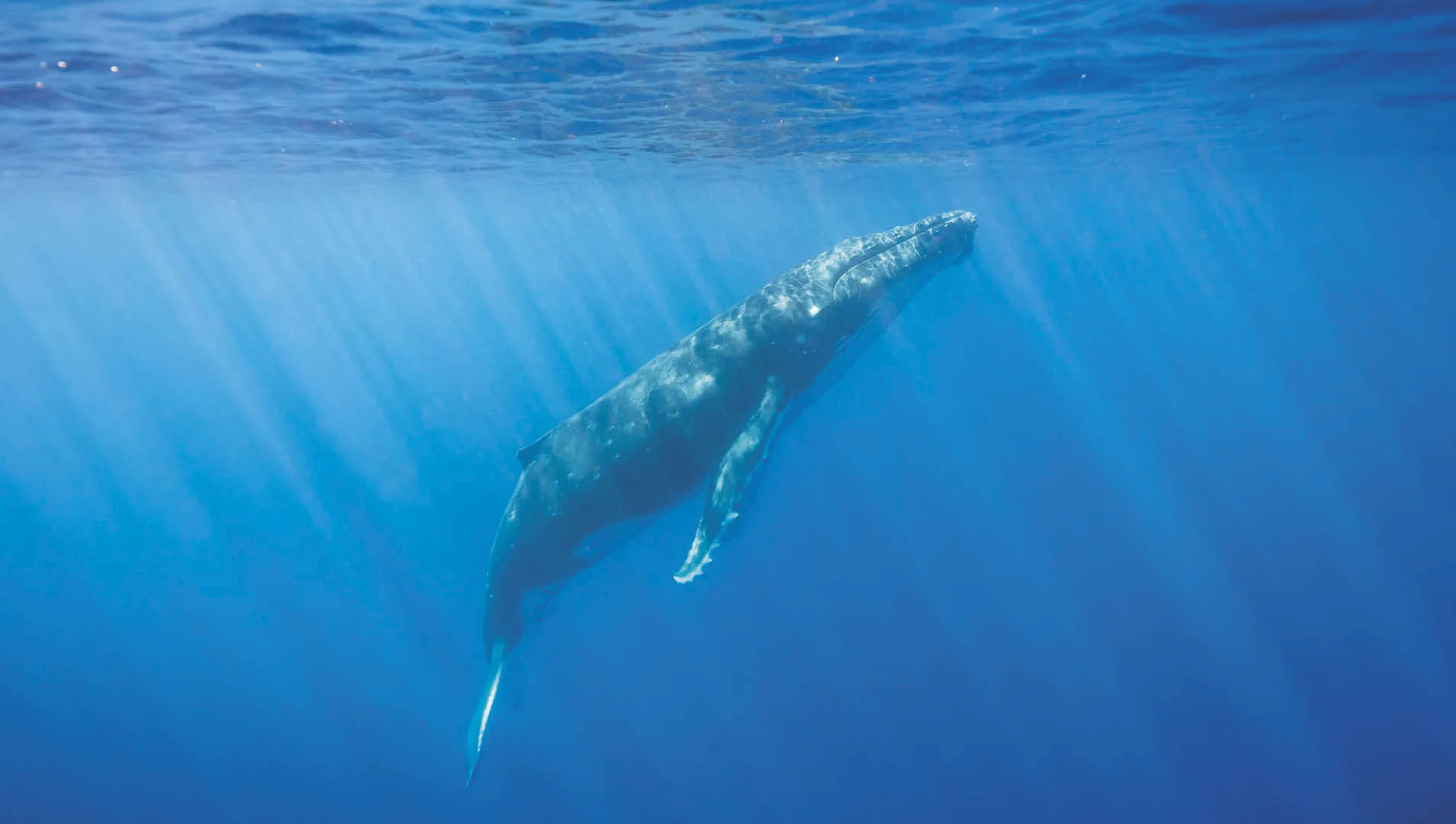 Uma onda de calor marinha histórica no Pacífico levou os ecossistemas ao limite, causando mortandade em massa, colapso de habitats e turbulência econômica. Espécies fugiram para o norte e as teias alimentares se desfizeram 