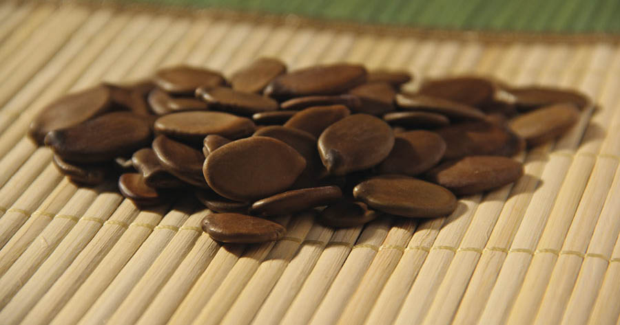 Sementes de Paricá, espécie promissora para reflorestamento, com rápido crescimento e bom rendimento na produção de madeira