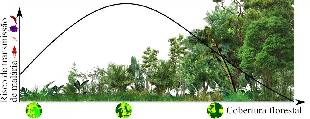 Risco de transmissão diminui se o desmatamento é completo, porque o ambiente fica inóspito para o vetor, ou quando a floresta é restaurada para níveis acima de 70% (gráfico: Gabriel Laporta et al.)
