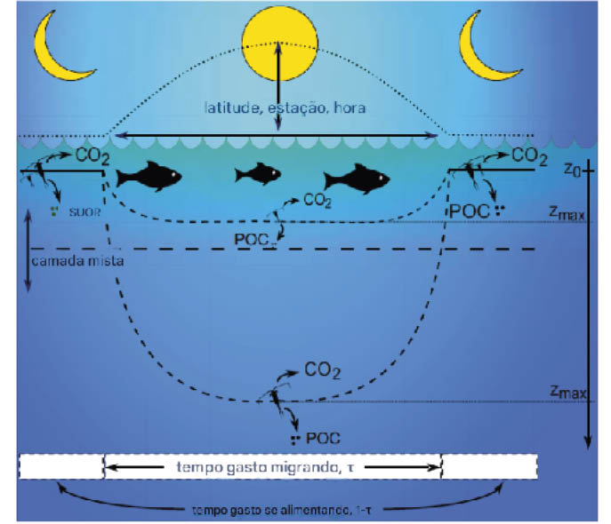 Zooplâncton migratório é fundamental no transporte e armazenamento de carbono nos oceanos 5 verificar e quantificar SEM LEGENDA