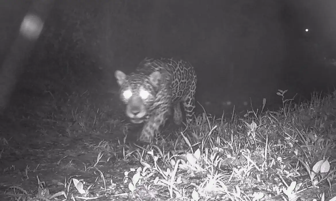 Inovação no Pantanal revoluciona estudo da onça-pintada Inea/Divulgação