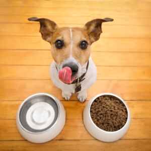 Veterinários alertam esse alimento pode envenenar seu cachorro em minutos 8 alimentos que podem envenenar seu cachorro