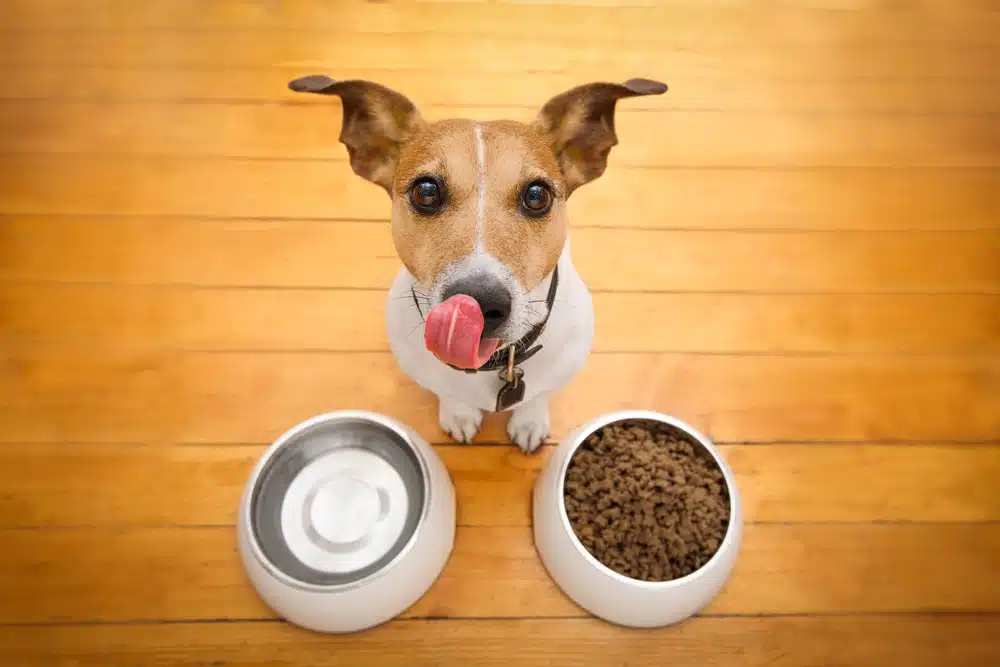 Veterinários alertam esse alimento pode envenenar seu cachorro em minutos 8 alimentos que podem envenenar seu cachorro