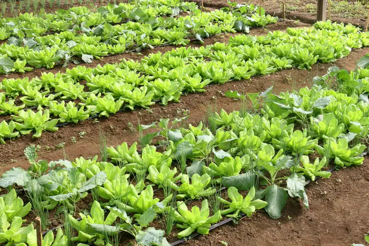 Alface pode sumir dos campos abertos com o avanço do calor Hortaliças dependem de clima ameno para se desenvolverem melhor - EMBRAPA/Divulgação