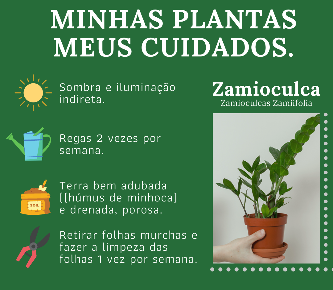 118471392_165728285102722_4038283215684005945_n-e1758044203924 Sua Zamioculca está murchando? O erro silencioso na rega que apodrece as raízes e como salvá-la de vez