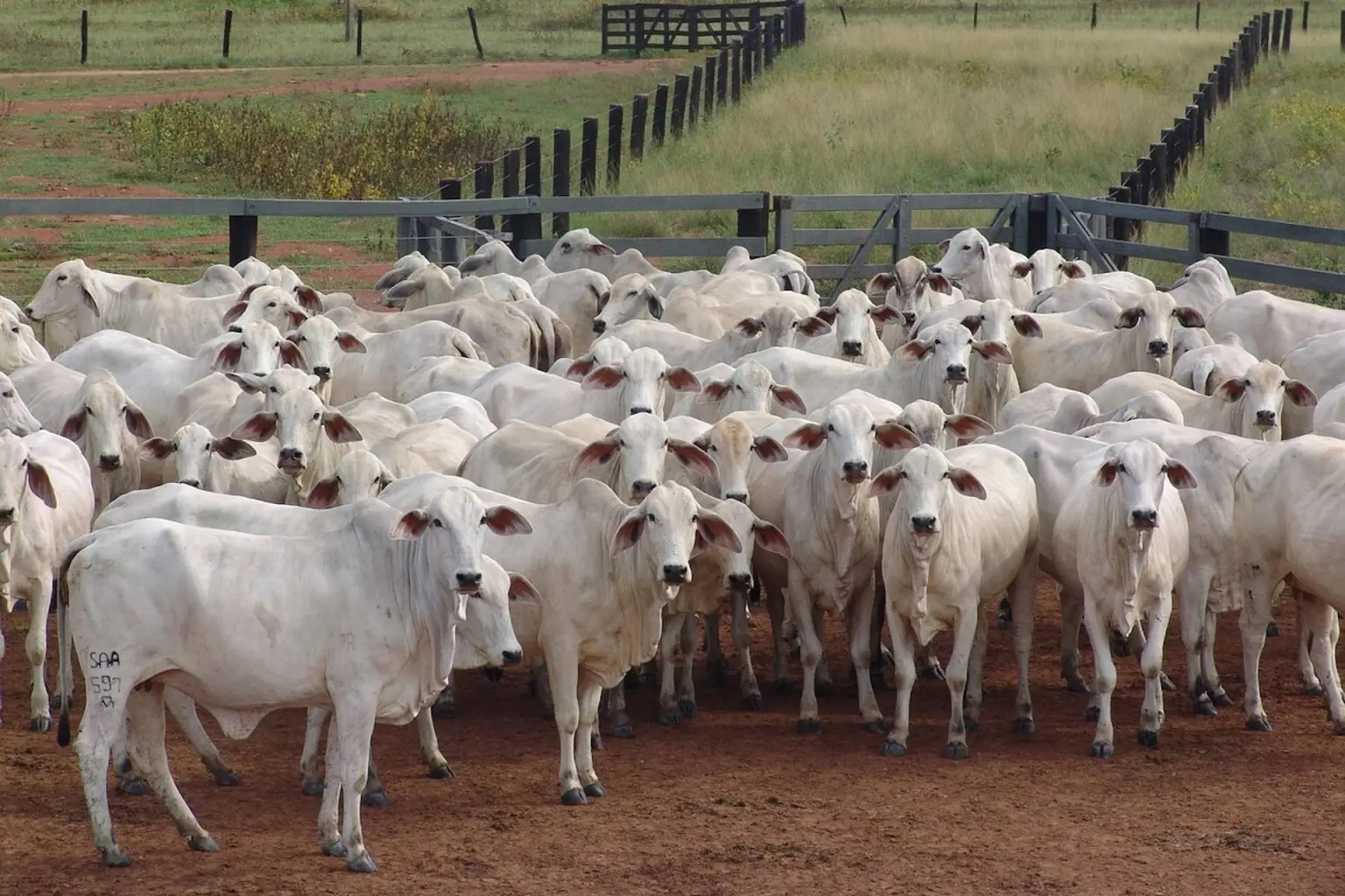 Foto: ericojuniormorais0/Pixabay/Creative Commons