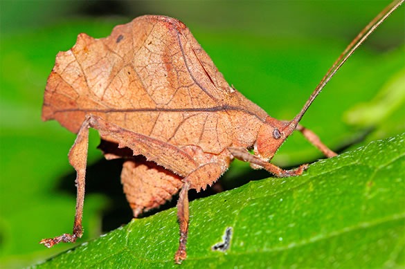 Os pequenos gigantes da floresta: 10 insetos que mantêm a Amazônia viva