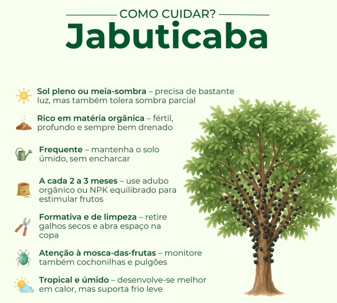 545268103_18110372353540210_3768701198919546887_n 3 truques para a jabuticabeira dar frutos mais cedo