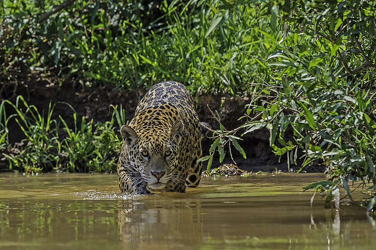 6b9d1310-jaguar-panthera-onca-768x511 Reprodução