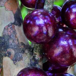 3 truques para a jabuticabeira dar frutos mais cedo jabuticabeira jovem com primeiros frutos maduros, destacando folhas verdes e cachos de jabuticabas roxas