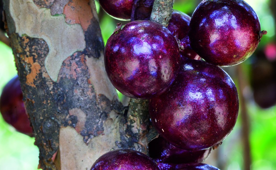 jabuticabeira jovem com primeiros frutos maduros, destacando folhas verdes e cachos de jabuticabas roxas