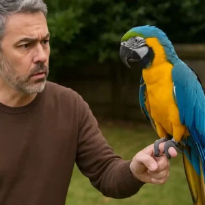 Como lidar com aves exóticas fugitivas em quintais sem arriscar a segurança Como lidar com aves exóticas fugitivas em quintais sem arriscar a segurança