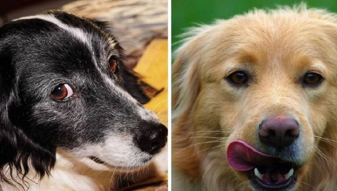 Cachorro olhando para o dono o que esse comportamento revela