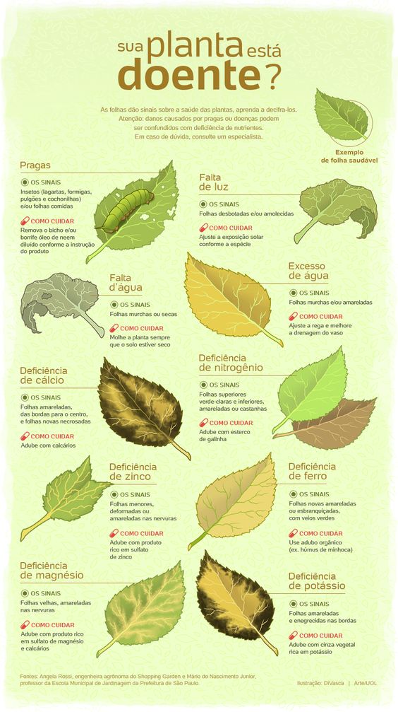 Infografico-Saiba-como-identificar-os-problemas-nutricionais-de-suas-plantas Planta que purifica o ar pode estar envenenando sua casa se for cultivada do jeito errado