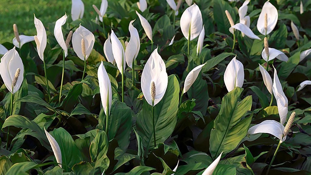 Lirio-da-paz-2-1024x576-1 5 plantas que realmente reduzem a poluição do ar dentro de casa, segundo a ciência