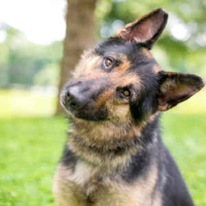 O que é o gesto conhecido como head tilt O que significa quando o cachorro inclina a cabeça