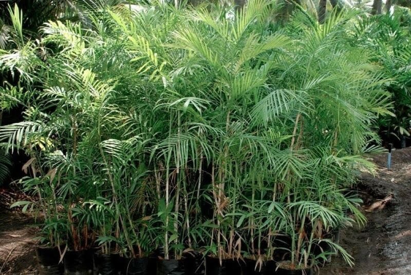 Palmeira-Bambu 5 plantas que realmente reduzem a poluição do ar dentro de casa, segundo a ciência