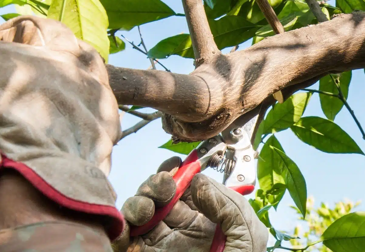 Essa técnica de poda pode triplicar a produção de limão no quintal Aprenda o segredo para ter um limoeiro carregado de frutos