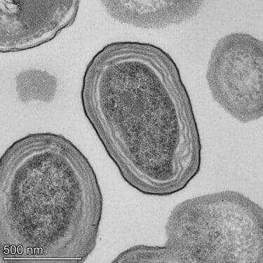 Prochlorococcus-375x375-1 Micróbio vital dos oceanos pode colapsar com aquecimento global