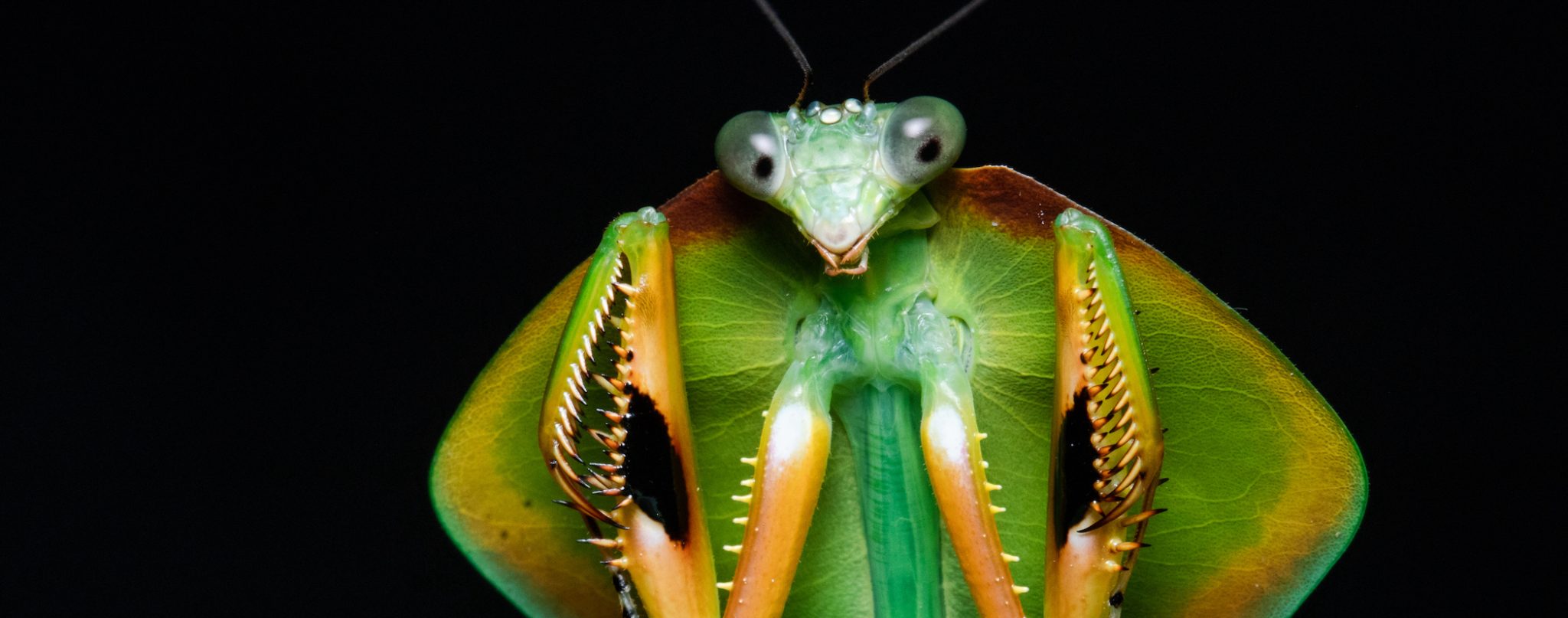 Projeto-Mantis-25-copia-scaled Inseto gigante reaparece na Amazônia depois de décadas e causa pânico em moradores ribeirinhos