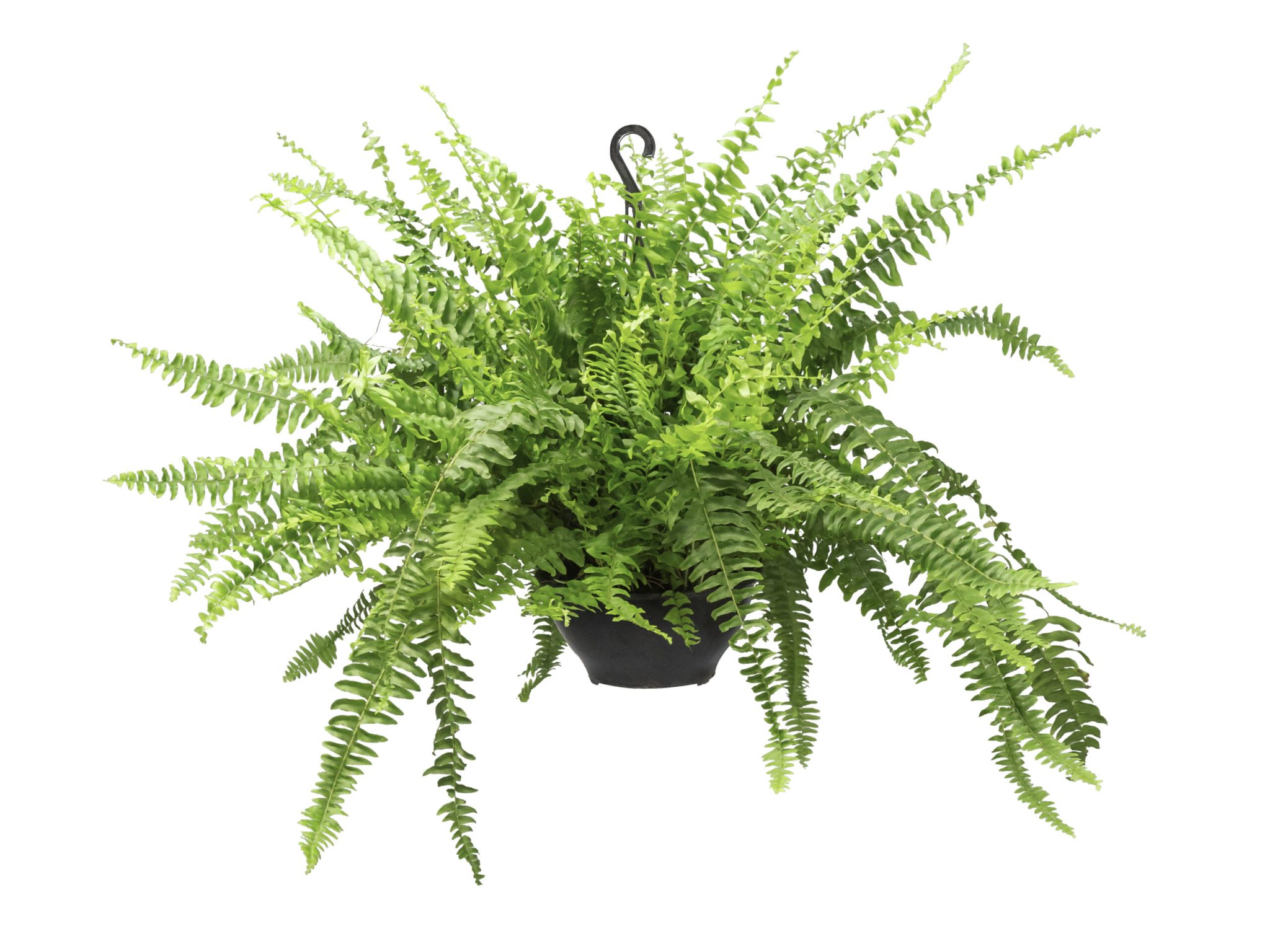 SAMAMABAIA-AMERICANA-2-scaled-1-scaled 5 plantas que realmente reduzem a poluição do ar dentro de casa, segundo a ciência